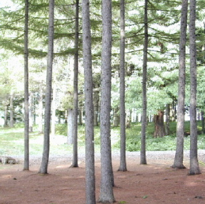 カラマツ　唐松　落葉松