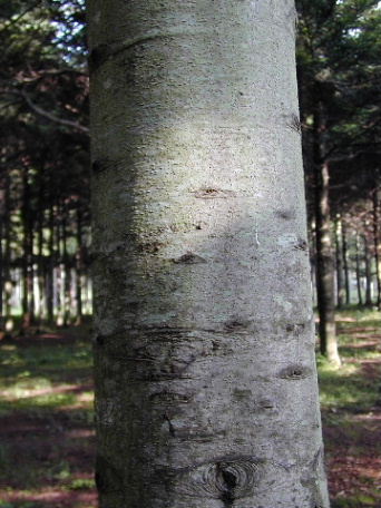 トドマツ　椴松