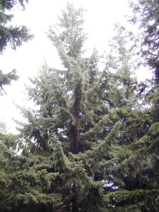 アカエゾマツ　赤蝦夷松