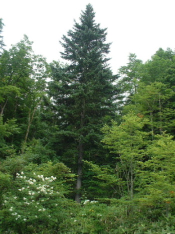 エゾマツ　蝦夷松