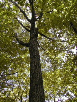 ミズナラ　水楢