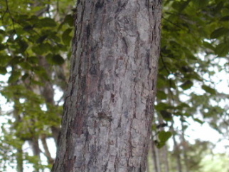 シナノキ　科の木