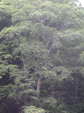 ブナ　木無