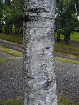 シラカンバ　白樺