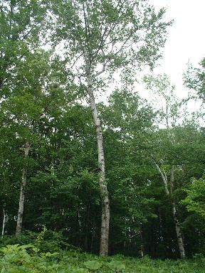 ウダイカンバ　鵜松明樺