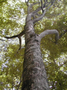 イタヤカエデ　板屋楓