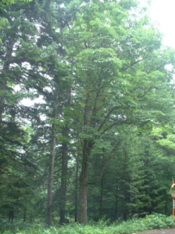 ハリギリ　針桐