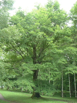 ハルニレ　春楡