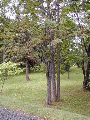 ナナカマド　七竈