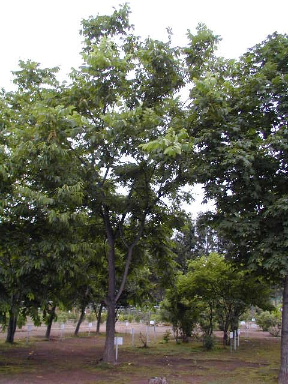 オニグルミ　鬼胡桃